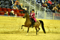 National Show Horse Division 59